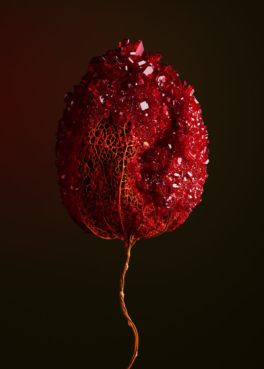 Encrusting Flora With Stabilised Crystals Encrusting Flora With Stabilised Crystals