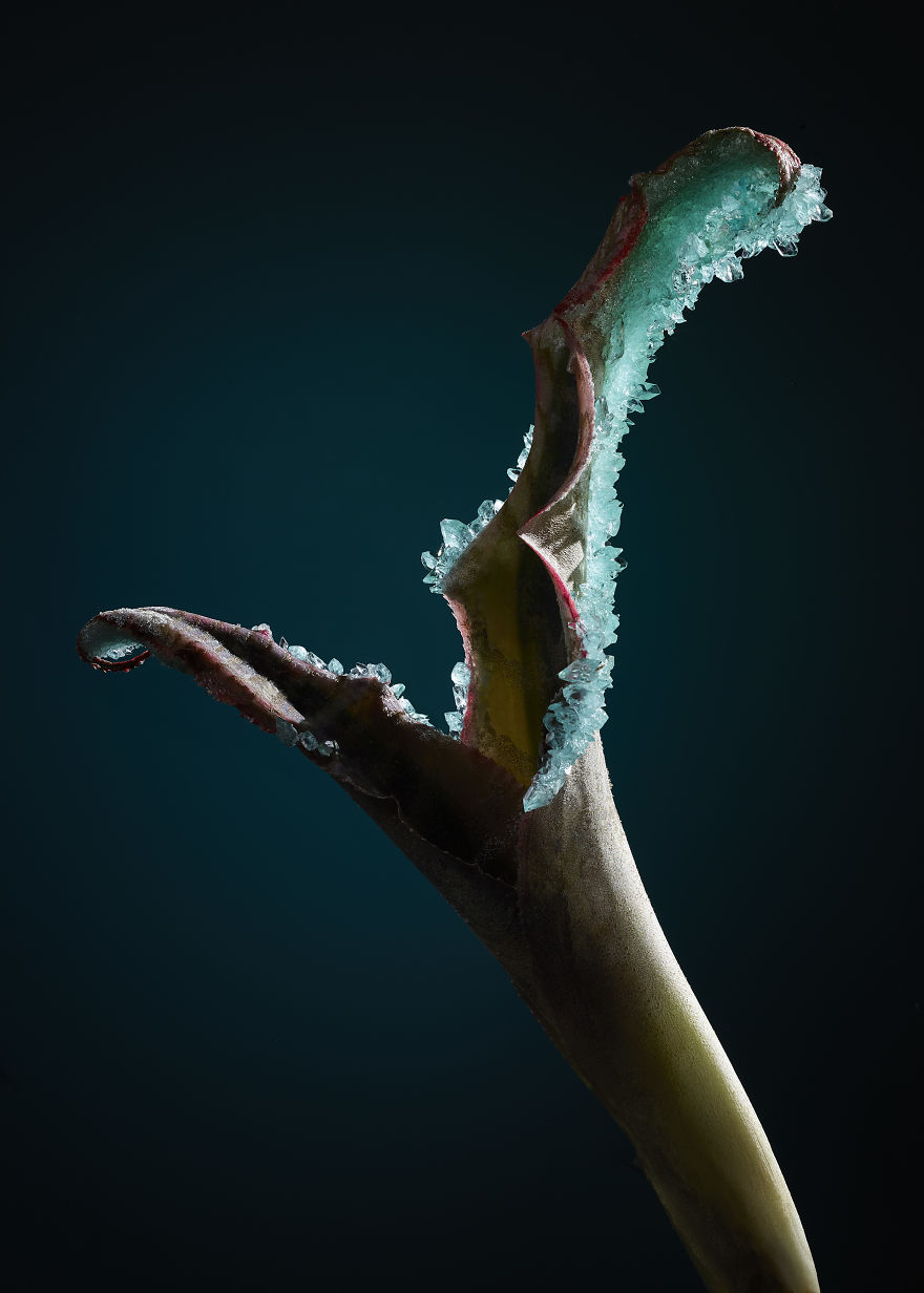 Encrusting Flora With Stabilised Crystals Encrusting Flora With Stabilised Crystals