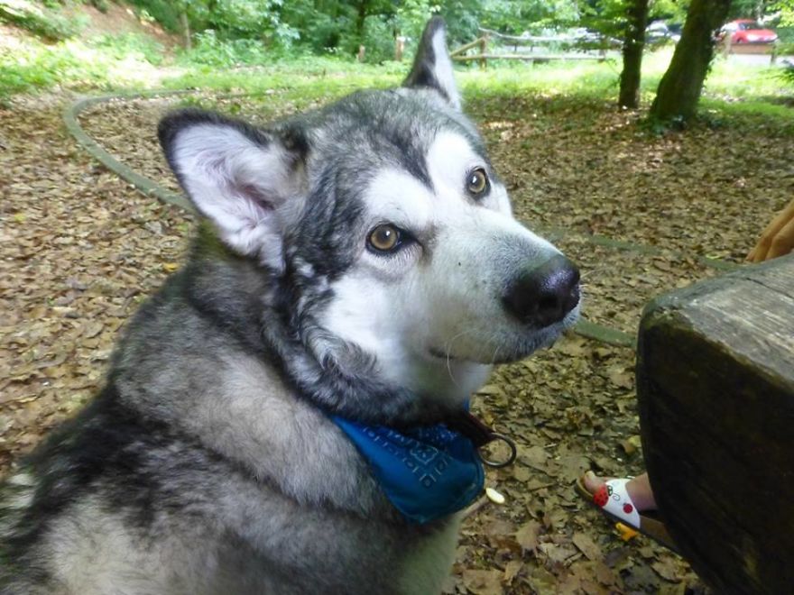 Meet Sljemenka, The Dog With Runner's Heart
