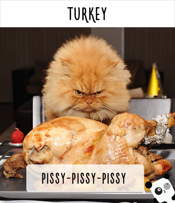 How People Call Cats In Turkey