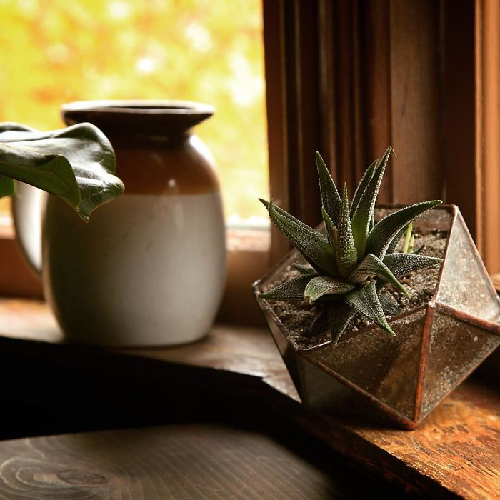 I Reimagined The Terrarium