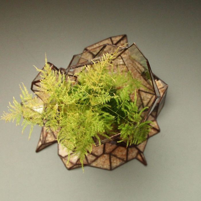 I Reimagined The Terrarium