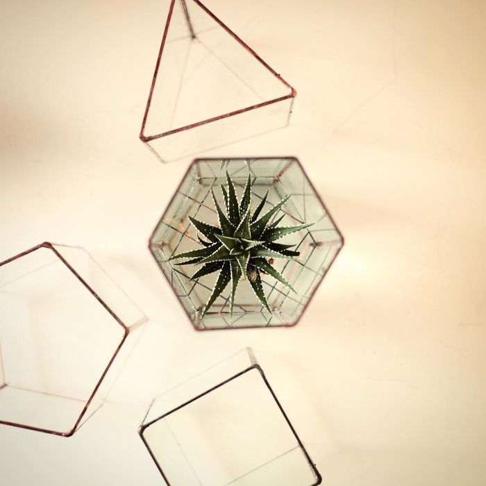 I Reimagined The Terrarium