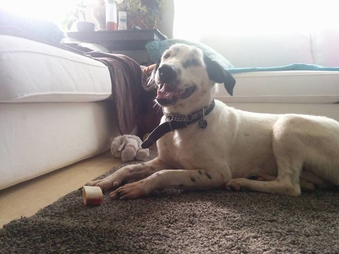 This Dog Nearly Died On The Streets Of Egypt Until He Was Rescued And Brought To Canada This Dog Nearly Died On The Streets Of Egypt Until He Was Rescued And Brought To Canada