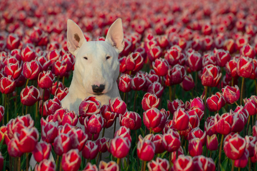 Meet Claire, My Bull Terrier Who Loves To Pose In Flower Fields
