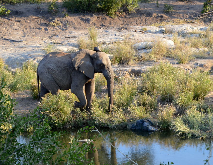 We Visited Kruger National Park Last Month And It Was A Life Changing Experience