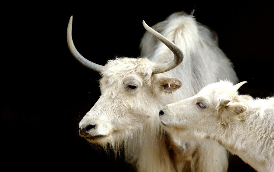 I Made This Photos To Show Everyone That Sometimes Animals Are More Loving Than We Are