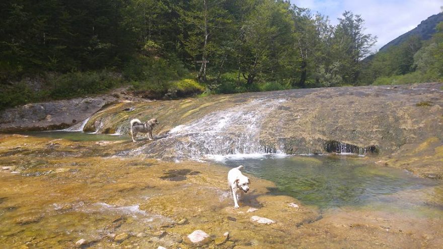 Meet Sljemenka, The Dog With Runner's Heart Meet Sljemenka, The Dog With Runner's Heart