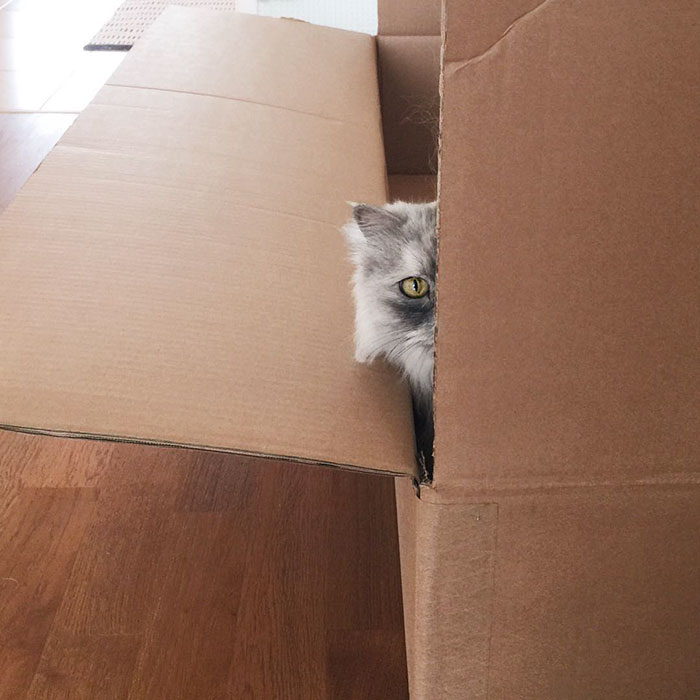 adopted-cat-fur-persian-halloalice-11 adopted-cat-fur-persian-halloalice-11