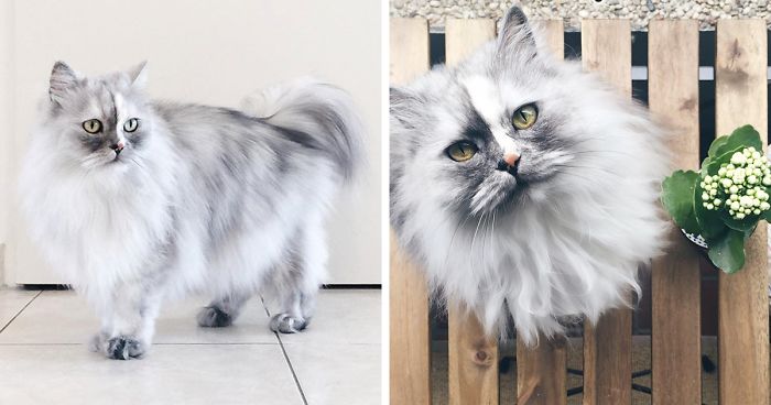 Meet Alice, An Adopted Cat With The World’s Most Beautiful Marble Fur