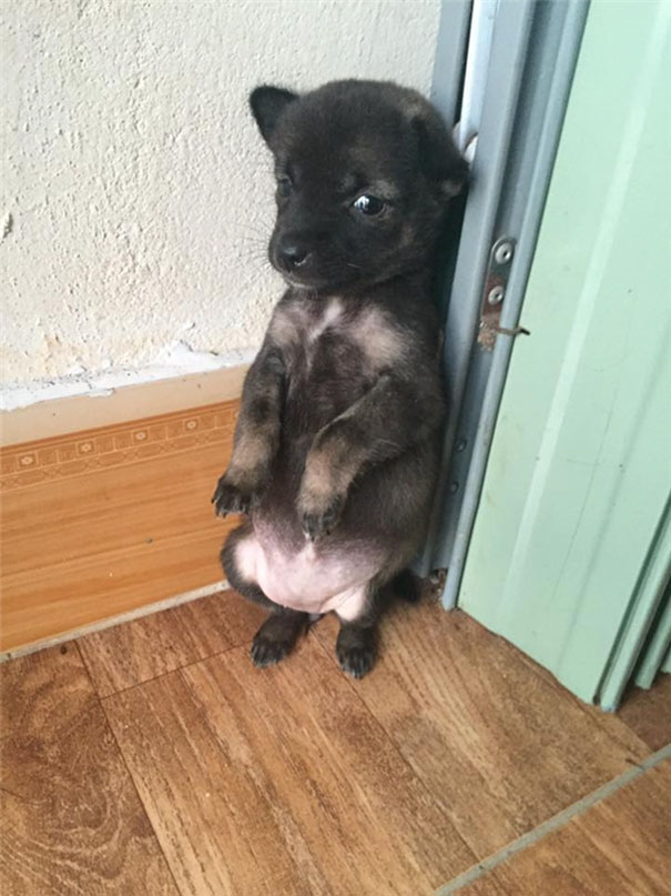 adopted-dogs-cuddle-buddhist-nuns-china-10