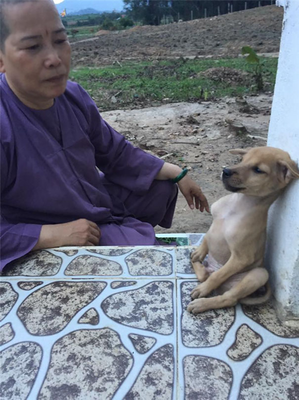 adopted-dogs-cuddle-buddhist-nuns-china-1c adopted-dogs-cuddle-buddhist-nuns-china-1c