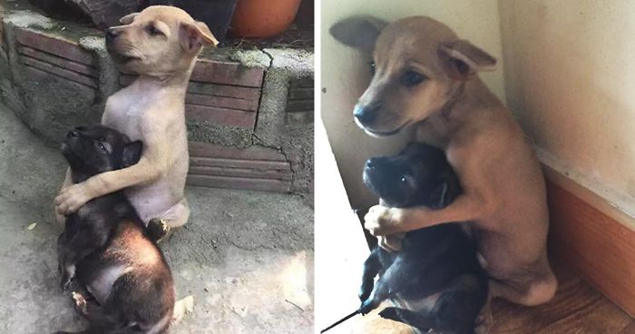Stray Puppies Won’t Stop Hugging Each Other Since They Were Rescued