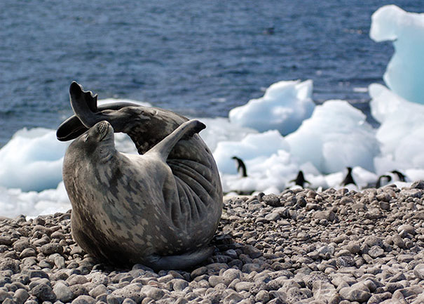 Elegant Yoga Seal
