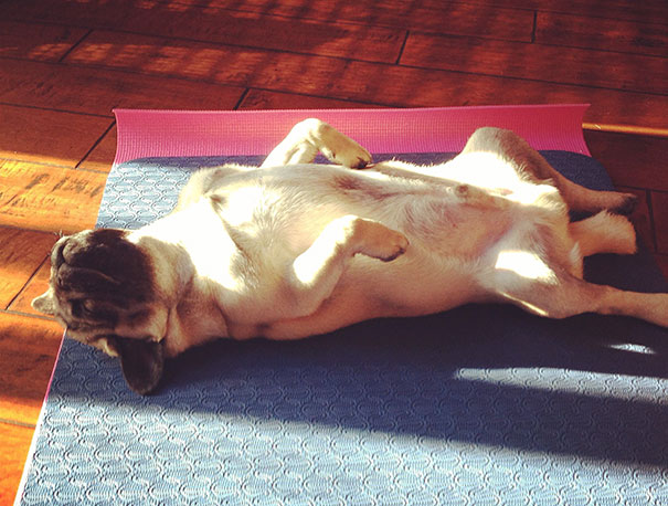 Upward Facing Dog
