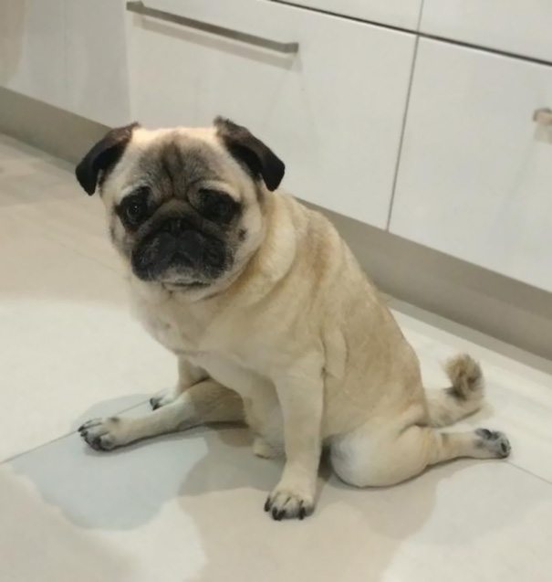 Pug Splits