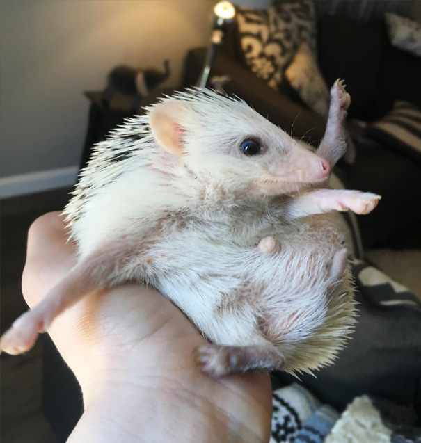 Henry Dominating These Yoga Poses