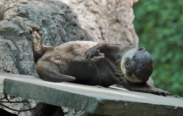 Otter Stretching Out