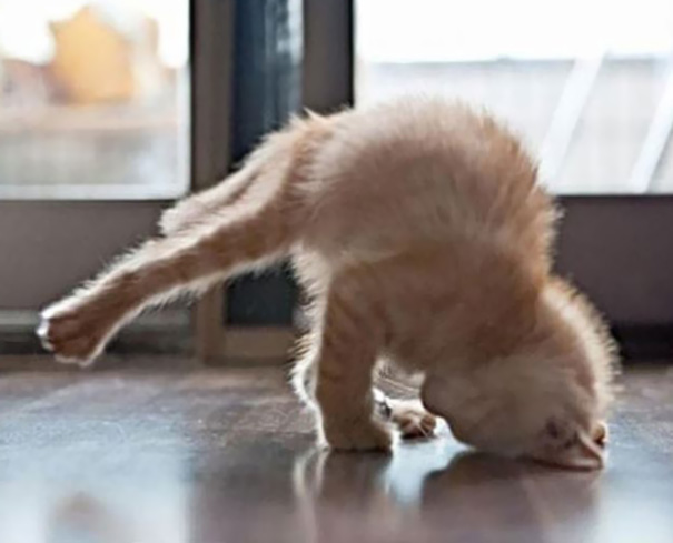Kitty Yoga