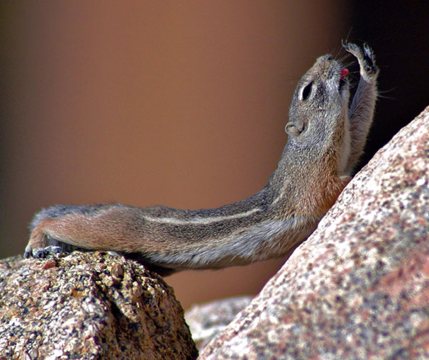 Chipmunk Yoga