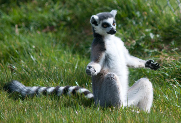 Lemur In Half Lotus Pose