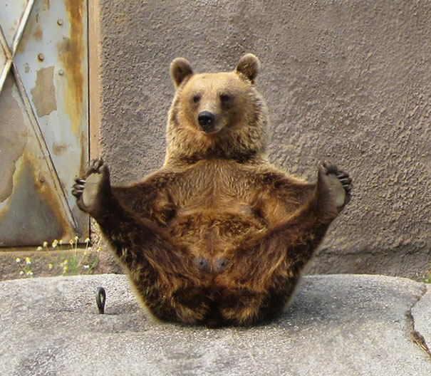 Yoga Bear