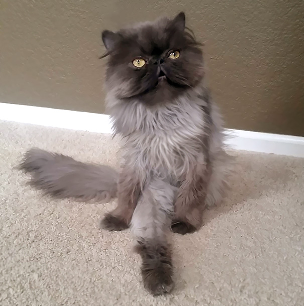 My Cat Took Up Yoga Today