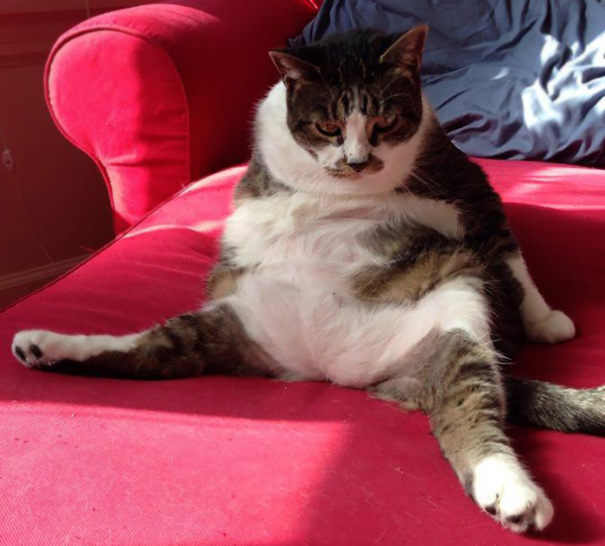 My Cat Nnows How To Yoga