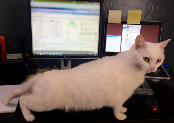 This Cat Yoga Pose Is Called The Interrupted Workday