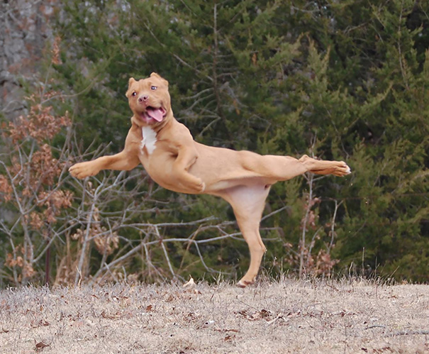 Yoga Dog Takes It To A New Level