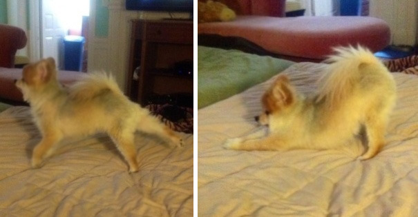 My Dog Does These Two Yoga Stretches Every Morning, He Holds Both Positions For Like 10 Seconds