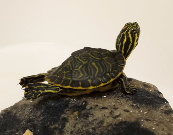 I Have A Tiny Turtle That Likes To Do Yoga