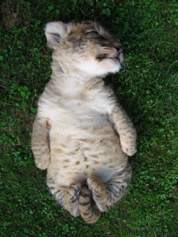 Little Lion Cub Doing Savasana