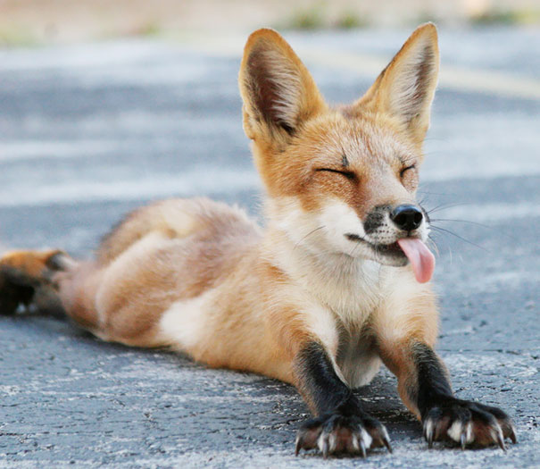 Take That, Yoga Humans