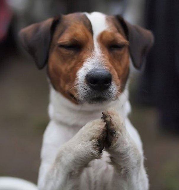 Namaste Pup