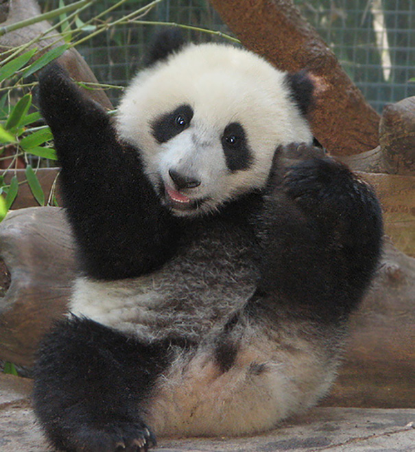 Panda Leg Extension