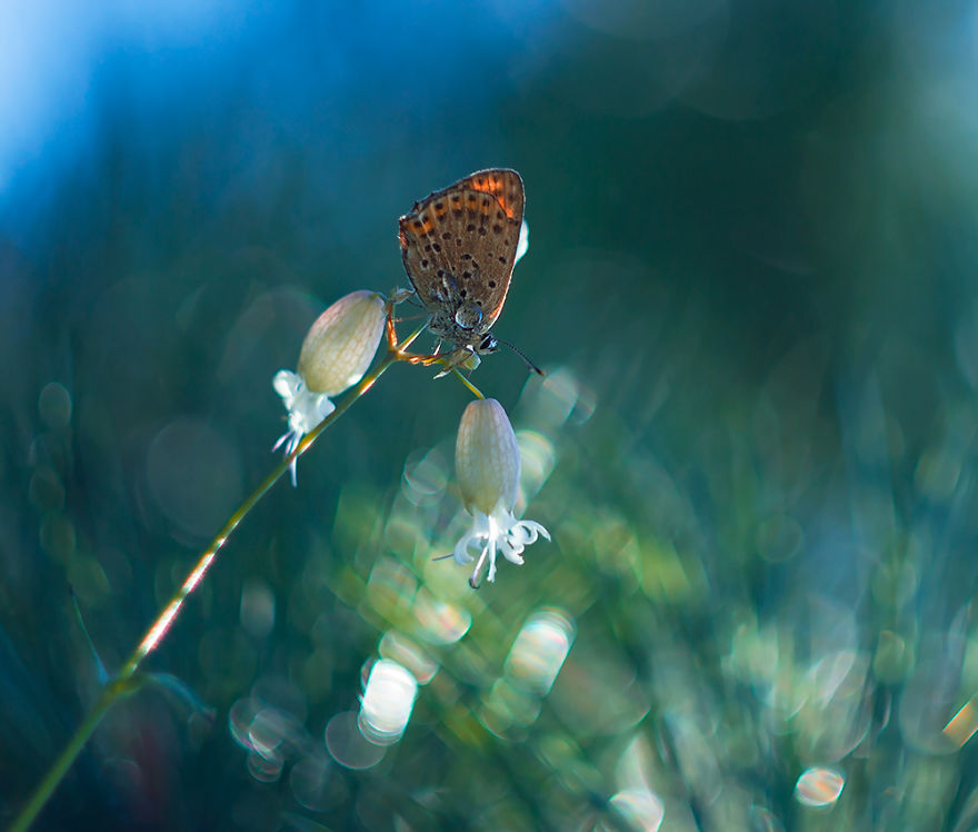 Fairy-tale World Of Butterflies