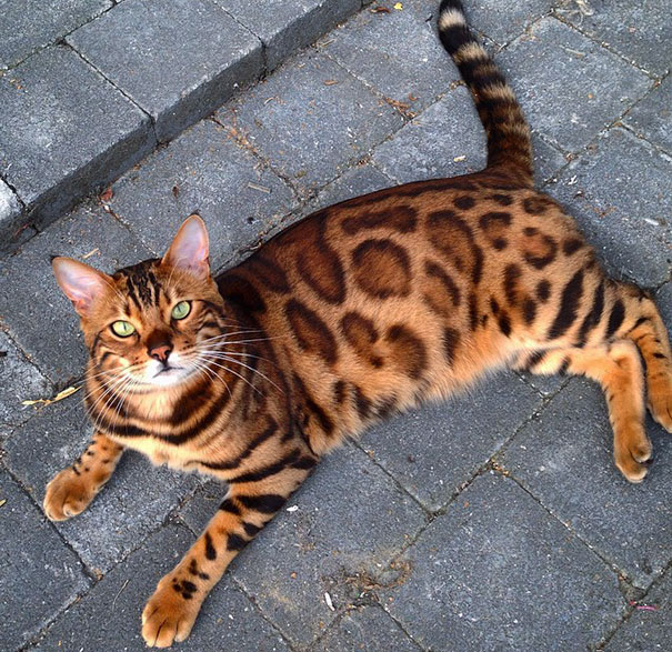 bengal-cat-spots-fur-thor-15 bengal-cat-spots-fur-thor-15