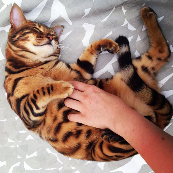 bengal-cat-spots-fur-thor-22 bengal-cat-spots-fur-thor-22