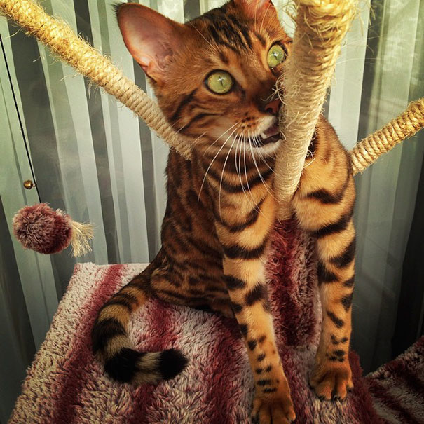 bengal-cat-spots-fur-thor-23 bengal-cat-spots-fur-thor-23