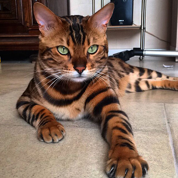 bengal-cat-spots-fur-thor-5 bengal-cat-spots-fur-thor-5