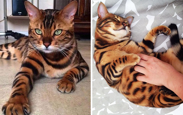 Meet Thor, The Bengal Cat With Purrfectly Beautiful Fur