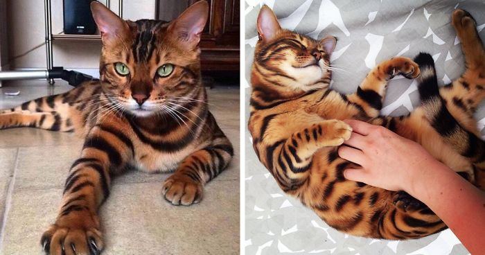 Meet Thor, The Bengal Cat With Purrfectly Beautiful Fur