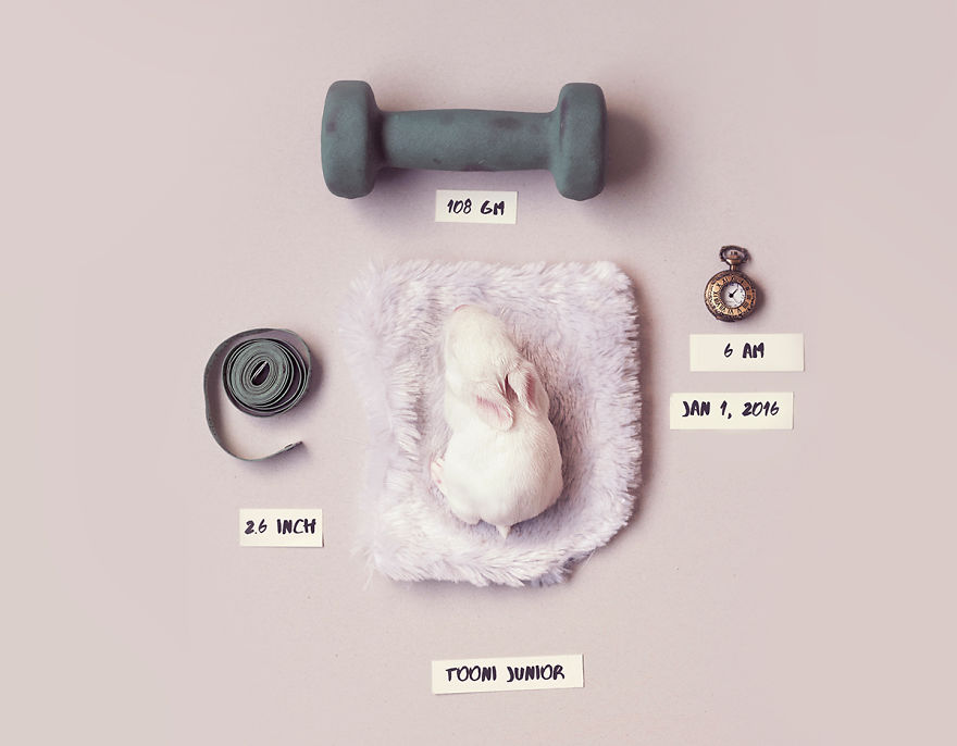 I Did A Newborn Photo Shoot With My Baby Bunny I Did A Newborn Photo Shoot With My Baby Bunny