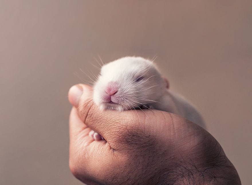 I Did A Newborn Photo Shoot With My Baby Bunny