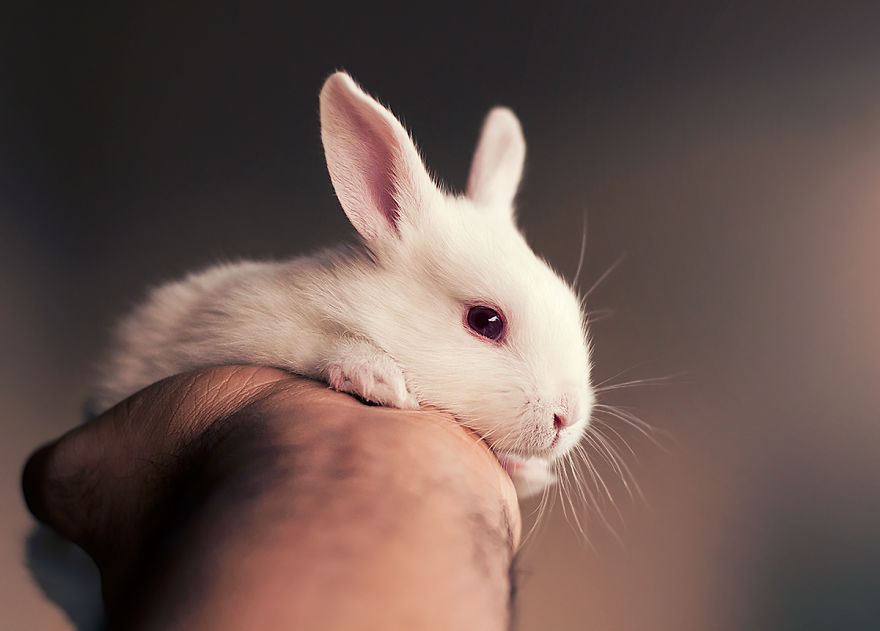 I Did A Newborn Photo Shoot With My Baby Bunny