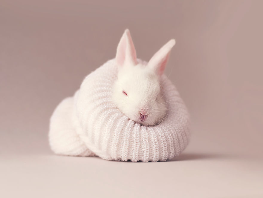 I Did A Newborn Photo Shoot With My Baby Bunny I Did A Newborn Photo Shoot With My Baby Bunny