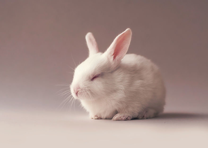 I Did A Newborn Photo Shoot With My Baby Bunny