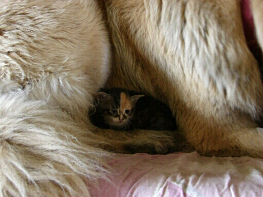 Safe Between The Paws Of The Big Doggo