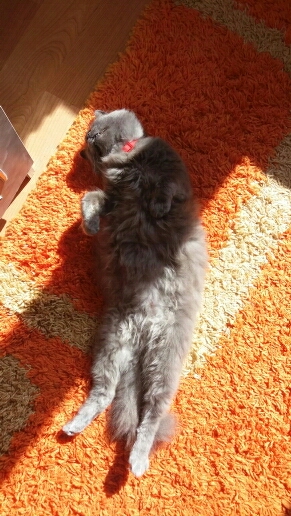 She's Being Lazy Today